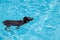 Adorable miniature pinscher dog swimming in the pool