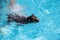 Adorable miniature pinscher dog swimming in the pool