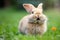 Adorable Mischief: A Humorous Dwarf Rabbit on a Green Lawn. AI Generated.