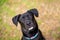 Adorable mixed black dog outside at a park posing in plants