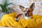 Adorable mixed breed dog lounges on yellow bed, attentive gaze