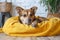 Adorable mixed breed dog lounges on yellow bed, attentive gaze