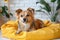 Adorable mixed breed dog lounges on yellow bed, attentive gaze