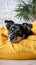 Adorable mixed breed dog lounges on yellow bed, attentive gaze