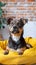 Adorable mixed breed dog lounges on yellow bed, attentive gaze