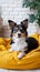 Adorable mixed breed dog lounges on yellow bed, attentive gaze