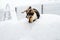 Adorable mixed breed dog playing in the snow in the backyard