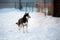 Adorable mixed breed invalid dog on three legs is standing on the snow at sunset in winter