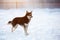 Adorable mixed breed invalid dog on three legs is standing on the snow at sunset in winter