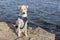 Adorable mixed-breed white dog in breast-band sitting on a riverside and sleeping