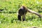 Adorable monkey wandering in the grassland