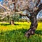 Adorable morning scene of olive garden with blooming aple tree.Splendid spring view Milazzo cape, Sicily, Italy, Europe.