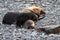 Adorable mother and pup fur seals cuddled up sleeping on rocky beach, Prion Island, South Georgia