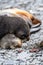 Adorable mother and pup fur seals cuddled up sleeping on rocky beach, Prion Island, South Georgia