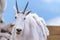 Adorable mountain goat looks directly at the camera. Taken at Mt. Evans, Colorado