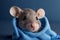 Adorable Mouse in Blue Pullover on Dark Blue Background.