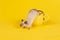 Adorable mouse climbing out of a yellow cup on a yellow background