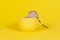 Adorable mouse climbing in a yellow cup on a yellow background