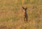 An Adorable Mule Deer Fawn in a Meadow