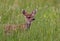 An Adorable Mule Deer Fawn in a Pasture