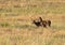 Adorable Mule Deer Fawn Twins in a Meadow