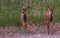 An Adorable Mule Deer Fawn Twins in the Middle of a Field in Spring