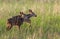 Adorable Mule Deer Fawns Frolicking in a Meadow