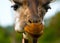 Adorable muzzle of a giraffe
