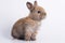 Adorable newborn baby rabbit bunnies brown looking at something while sitting over isolated white background. Easter bunny animal