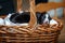 Adorable newborn border collie puppies in basket