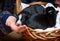 Adorable newborn border collie puppies in basket, one resting chin in hand