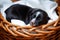 Adorable newborn border collie puppy in basket