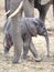 Adorable newborn elephant calf standing with mothers trunk as protection in South Luangwa