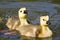 Adorable Newborn Goslings Learning to Swim in the Refreshingly Cool