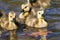 Adorable Newborn Goslings Learning to Swim in the Refreshingly Cool Water