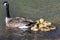 Adorable Newborn Goslings Swimming Beside Their Mother