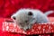 a adorable newborn kitten in a gift box having red carpet
