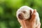 Adorable newborn labrador puppy dog in woman hands