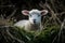 Adorable newborn lamb in green grass. Generate ai