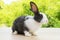 Adorable newborn tiny bunny black and white rabbit sitting on the wood while looking at something over bokeh natural green tree