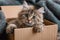 Adorable nook Fluffy cat lounging in a cardboard box at home