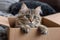 Adorable nook Fluffy cat lounging in a cardboard box at home