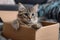 Adorable nook Fluffy cat lounging in a cardboard box at home