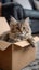 Adorable nook Fluffy cat lounging in a cardboard box at home