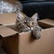 Adorable nook Fluffy cat lounging in a cardboard box at home