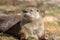 Adorable North American River Otter basks in morning sun