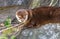 Adorable North American River Otter is walking on rock near the river