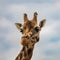 Adorable northern giraffe (Giraffa camelopardalis) in closeup against the beautiful sky
