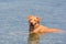 Adorable nova scotia dog`s mouth open in the water