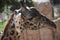 Adorable nubian giraffe with beatiful fur pattern
